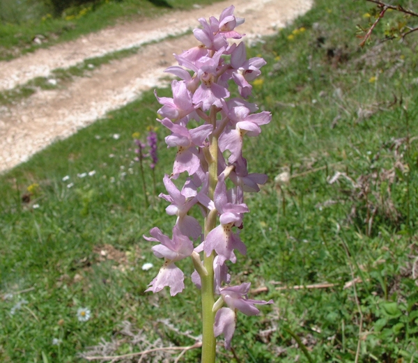 Orchis xcolemanii (ibrido: O. mascula x O. pauciflora)